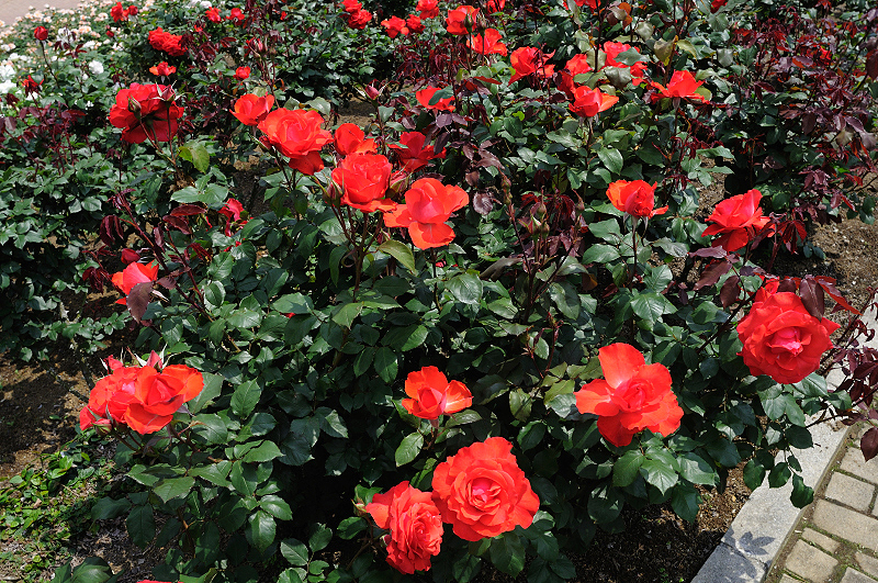 image0433