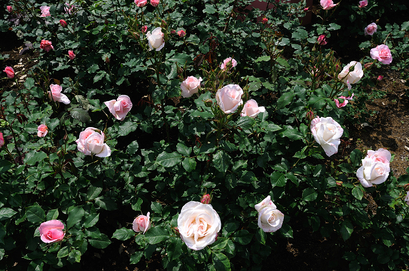 image0436