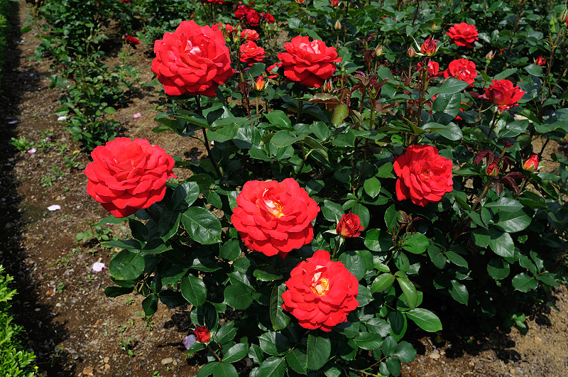 image0437