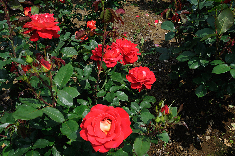 image0438