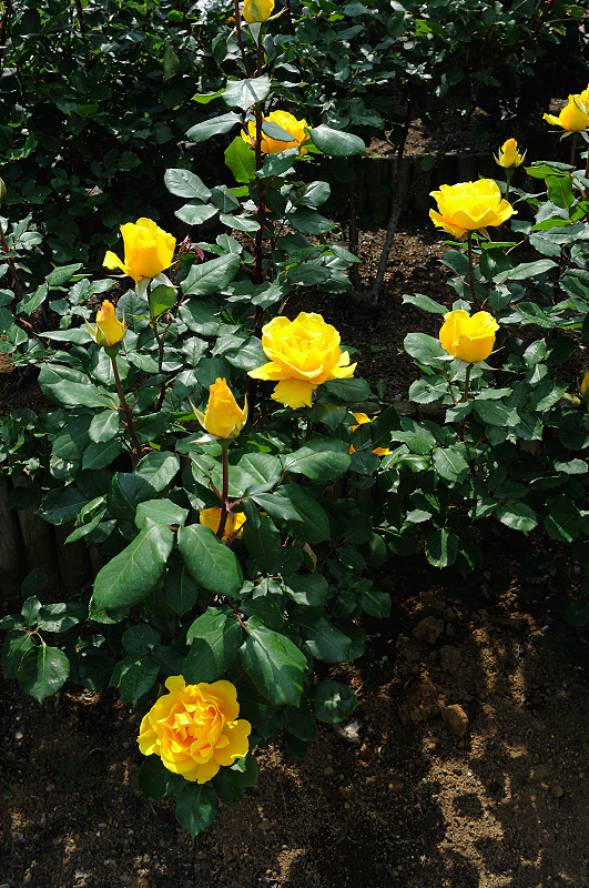 image0439