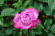 image0160