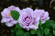 image0161