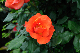 image0165