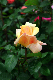 image0174
