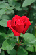 image0176