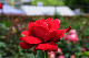 image0177
