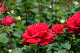 image0178