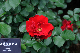 image0182