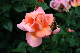 image0184