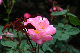 image0195