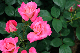 image0196