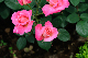 image0197