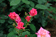 image0198