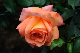 image0199