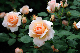 image0204