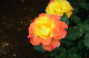 image0205