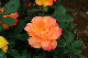 image0206