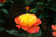 image0207