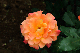image0209