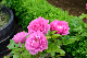 image0211