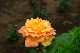 image0213