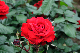 image0229