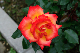 image0233
