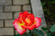 image0235