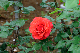 image0237