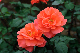 image0239