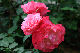 image0242