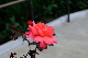 image0244