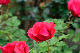 image0245