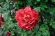 image0248