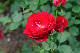 image0249