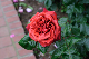 image0250