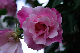 image0251