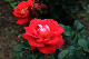 image0255