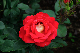 image0256