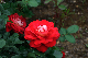 image0258