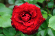 image0260