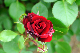 image0261