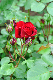 image0262