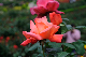 image0268