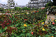 image0275