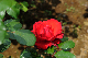 image0279