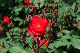 image0285