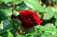 image0286