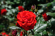 image0288